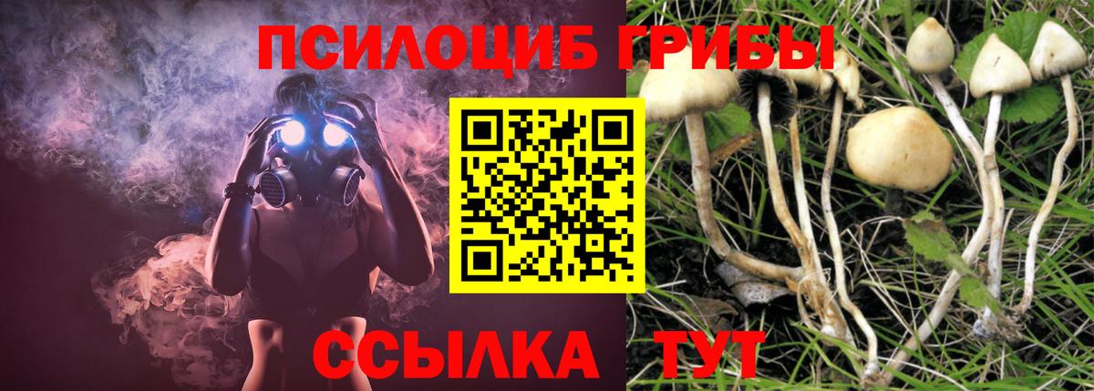 Галлюциногенные грибы Psilocybe Пушкино