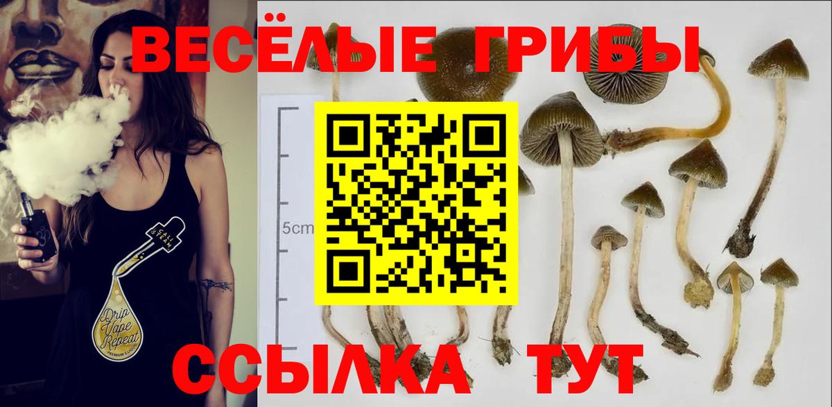 Пушкино  Псилоцибиновые грибы MAGIC MUSHROOMS  Псилоцибиновые грибы Cubensis  Вход с VPN 